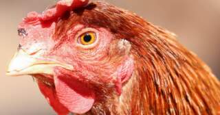 Council approves plan to expand East Yorkshire egg farm to house 160,000 hens
