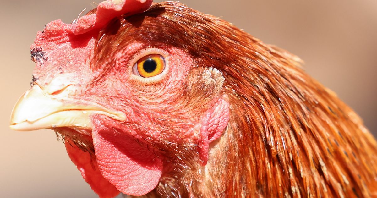Council approves plan to expand East Yorkshire egg farm to house 160,000 hens
