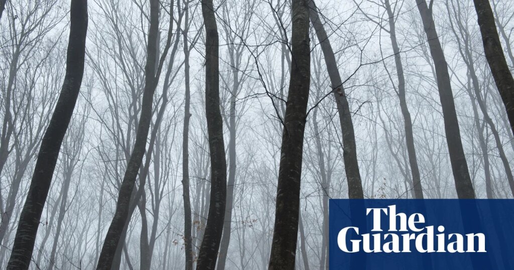 ‘The world’s most haunted forest’: twisted trees, UFOs and spooky stories in Transylvania | Romania holidays