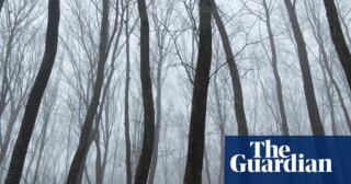 ‘The world’s most haunted forest’: twisted trees, UFOs and spooky stories in Transylvania | Romania holidays