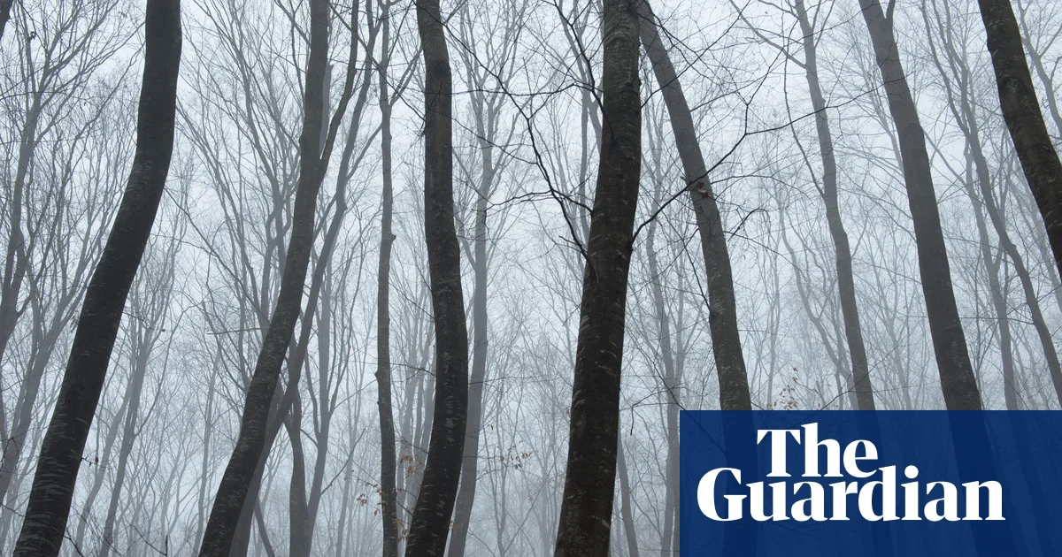 ‘The world’s most haunted forest’: twisted trees, UFOs and spooky stories in Transylvania | Romania holidays