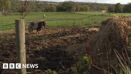 Horse mauled to death in attack by two dogs in field in Batley