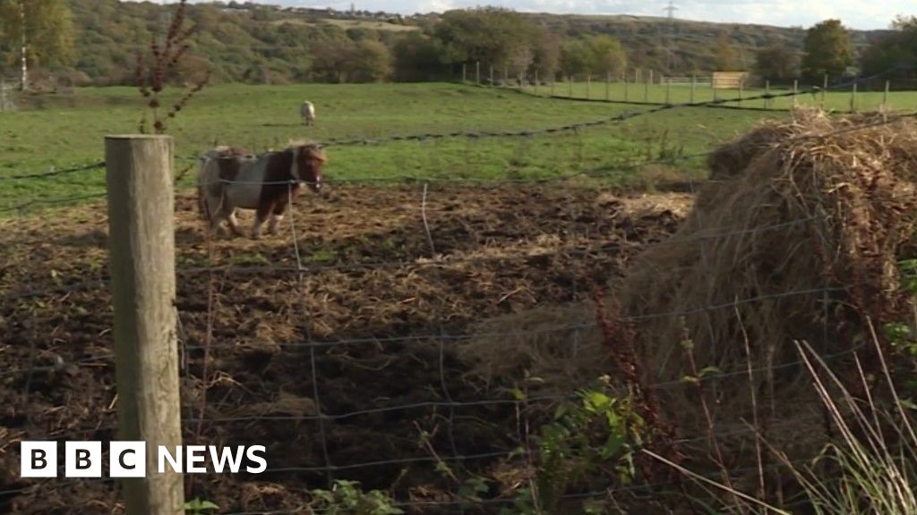 Horse mauled to death in attack by two dogs in field in Batley
