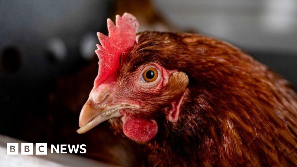Bird flu housing order to be enforced on keepers in England