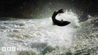 River Ribble salmon numbers see ‘disappointing’ decline