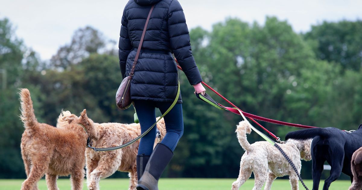 UK dog owners warned ‘never’ do this in the winter