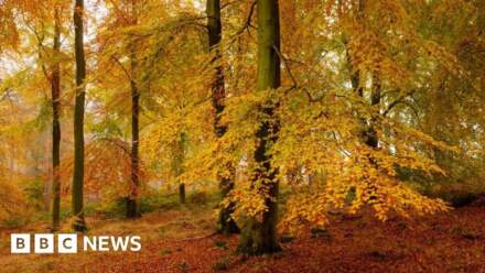 Thousands of free trees being given away to Wakefield residents