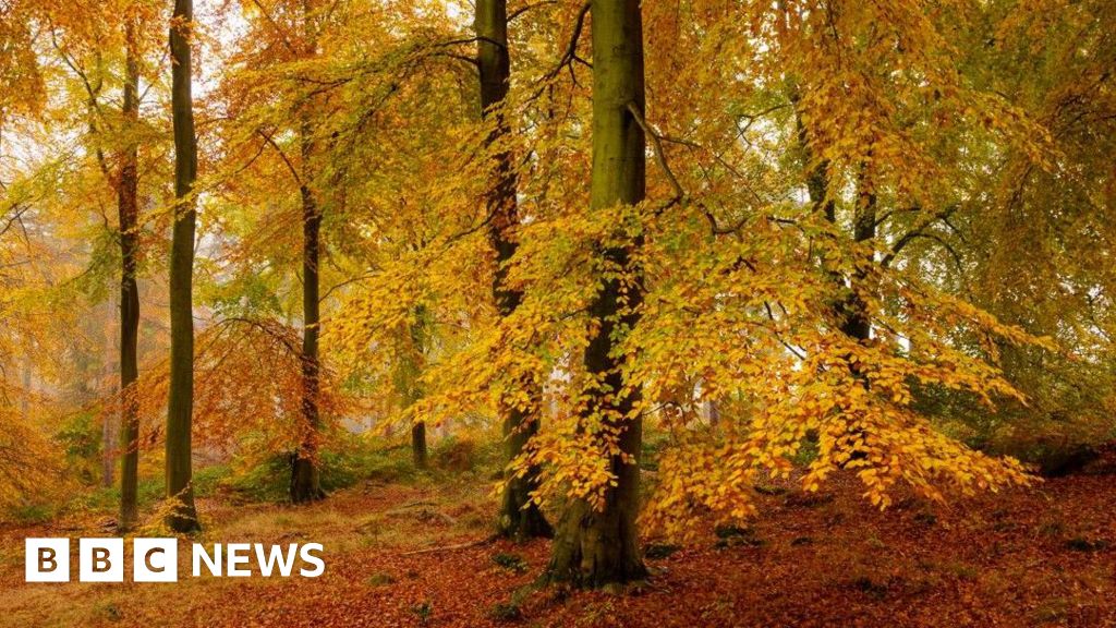 Thousands of free trees being given away to Wakefield residents