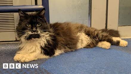 Brighouse cat catches early train to Manchester Airport