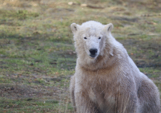 Scottish polar bear takes a Yorkshire holiday to reunite with brother