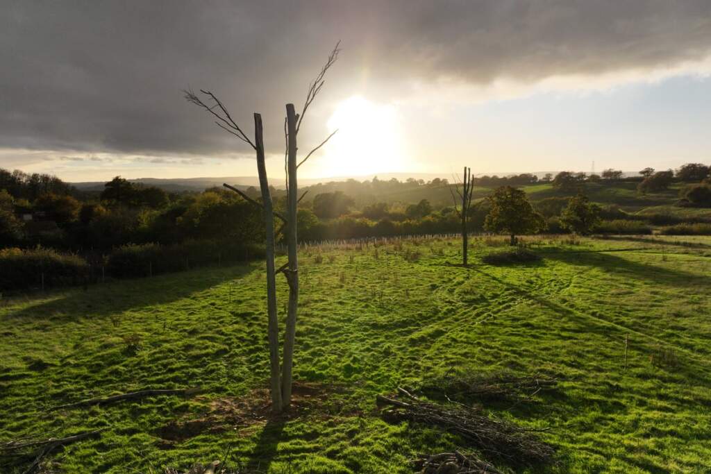 'Frankenstein trees': How an experiment bolting bits of dead trees together could boost conservation efforts