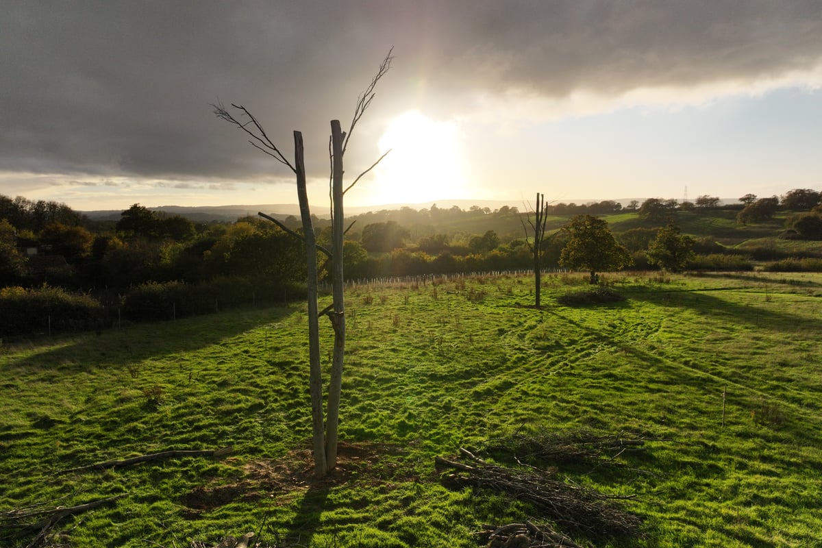 'Frankenstein trees': How an experiment bolting bits of dead trees together could boost conservation efforts
