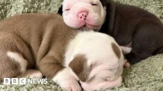 Puppies recovering after mum attacked with hammer