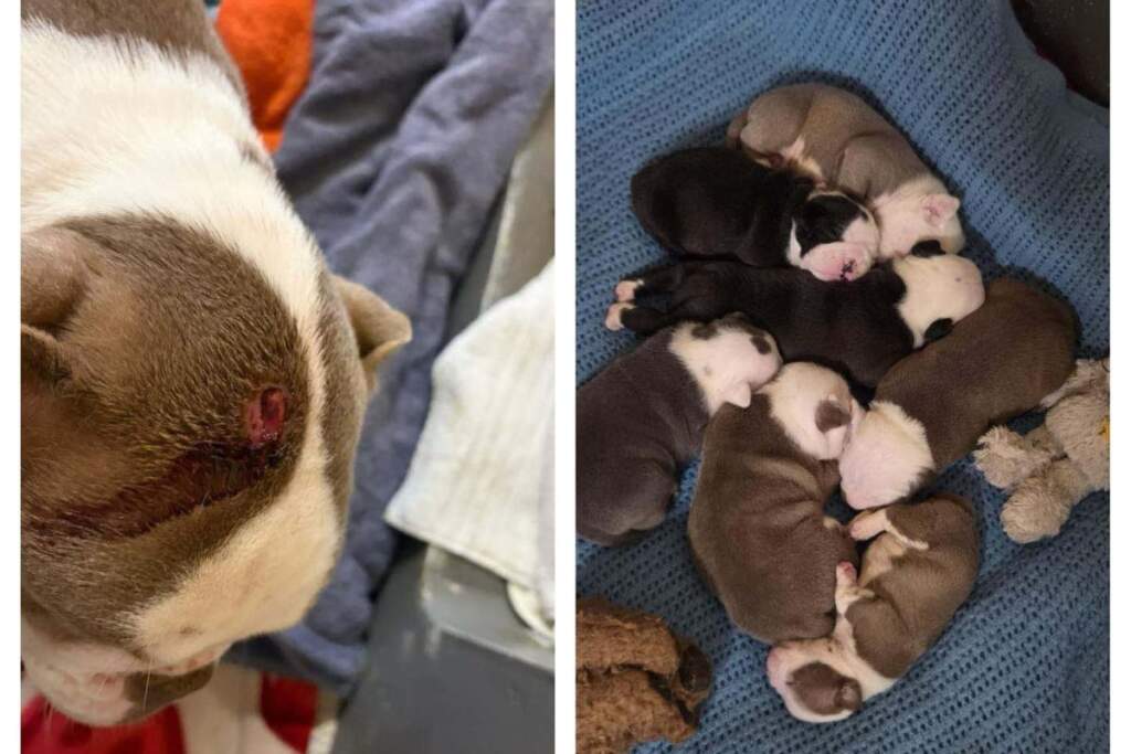 Seven puppies in care of RSPCA after Doncaster hammer attack on mum