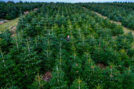 time to get your Yorkshire-grown Christmas tree