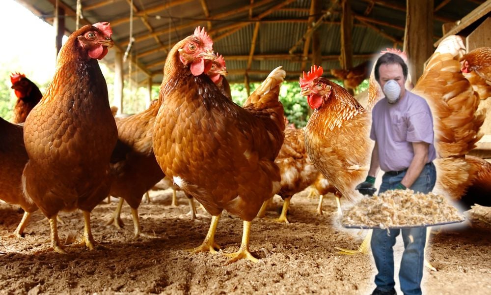 Avian influenza: How much should I worry about bird flu – after Government announces new control measures