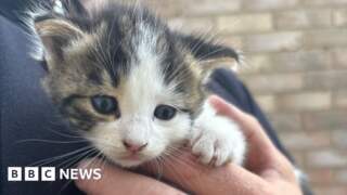 York kittens saved from two-tonne woodpile by skip drivers