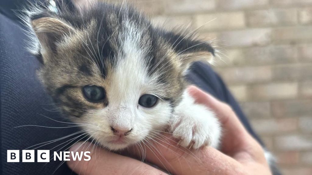 York kittens saved from two-tonne woodpile by skip drivers