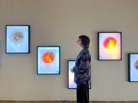 Planet’s natural wonders take root in gallery’s new show