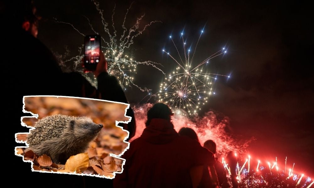 Wildlife Trust: Does Bonfire Night harm wildlife? Three ways to make at-home Guy Fawkes displays safer