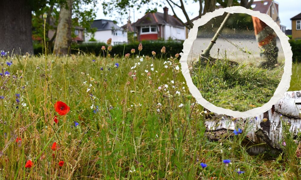 Tidy mown lawns or ‘messy’ wild spaces? Study shows what people really want from their local parks