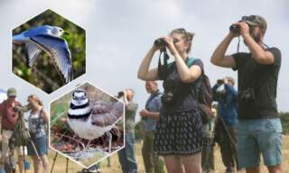 Rare Bird Alert: Ten unusual visiting birds spotted across the UK this week – and where they were last seen