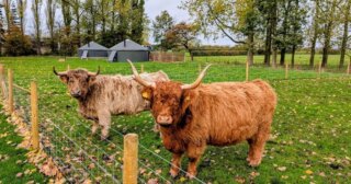 Award-winning UK glamping site where you can sleep in a yurt and cuddle a cow