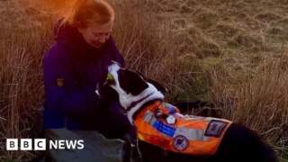 Swaledale volunteers help train mountain rescue dogs