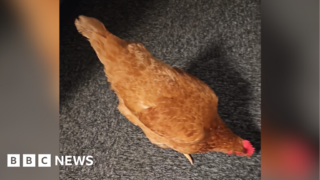 North Yorkshire Police ‘cracks’ case of road-crossing chicken