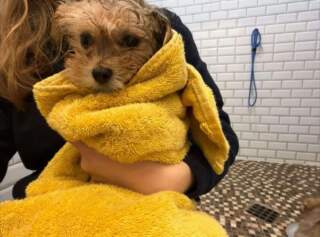 Abandoned litter of pups due to be available for adoption soon- RSPCA in Doncaster issues details