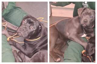 Council issues appeal over puppies found wandering around Sheffield neighbourhood