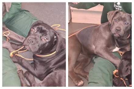 Council issues appeal over puppies found wandering around Sheffield neighbourhood