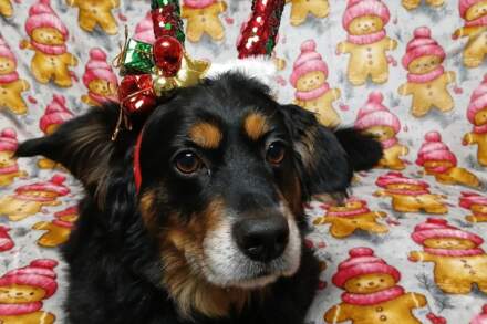 Santa Paws: 22 fabulous festive photos of pets at Christmas in Wakefield, Pontefract and Castleford
