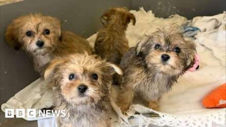Four pups left at the RSPCA Doncaster and Rotherham in Bawtry