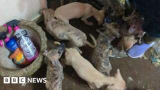 Animal ban over dogs found in ‘filthy’ conditions in Loftus