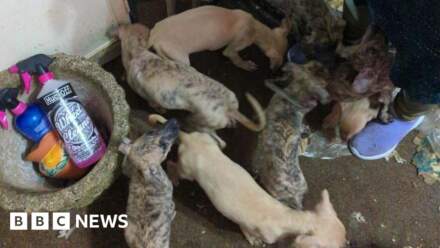 Animal ban over dogs found in ‘filthy’ conditions in Loftus