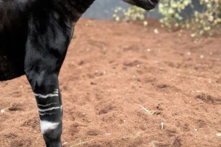 Joy as baby Okapi born at Yorkshire Wildlife Park – in pictures