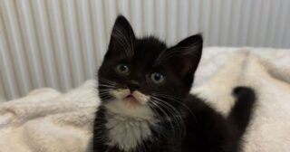 Animal rescue charity ‘devastated’ as Nutcracker the kitten dies
