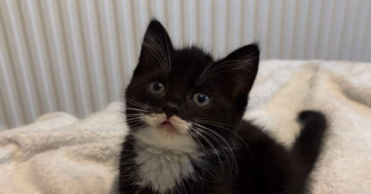 Animal rescue charity ‘devastated’ as Nutcracker the kitten dies