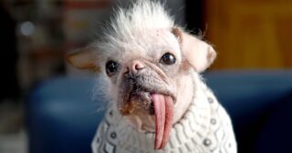 The rise of Peggy the hairless pug, from UK’s Ugliest Dog to Hollywood fame