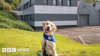 Support dogs charity to create new welfare unit