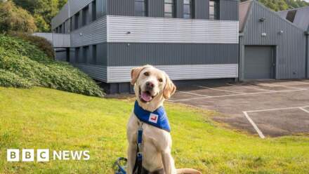 Support dogs charity to create new welfare unit