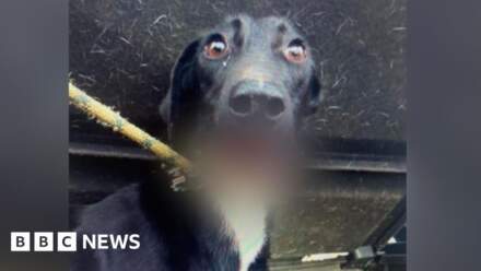 Man ‘superglued’ injured dog for hare coursing in Lincolnshire