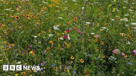 Some Bradford park areas set to be left to grow wild
