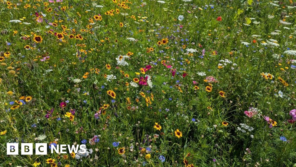 Some Bradford park areas set to be left to grow wild