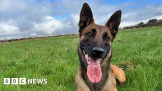 Bradford man jailed for repeatedly kicking police dog