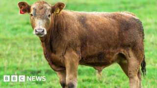 Bull on railway tracks near Selby shot dead by police