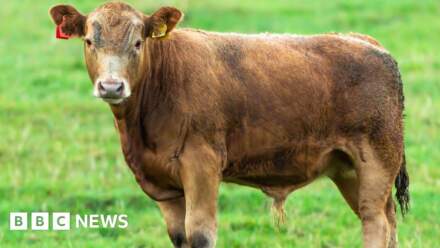 Bull on railway tracks near Selby shot dead by police