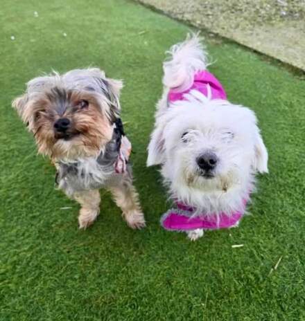 Adorable rescue dogs George and Molly need forever home together