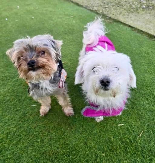 Adorable rescue dogs George and Molly need forever home together